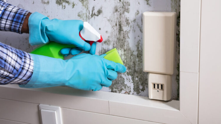 Cele mai bune soluții anti-mucegai pentru pereți