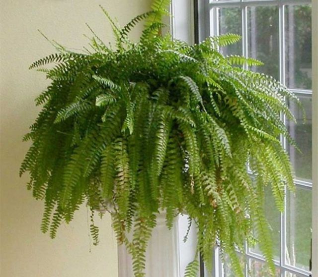 Plante care supraviețuiesc în aer cu umiditate ridicată